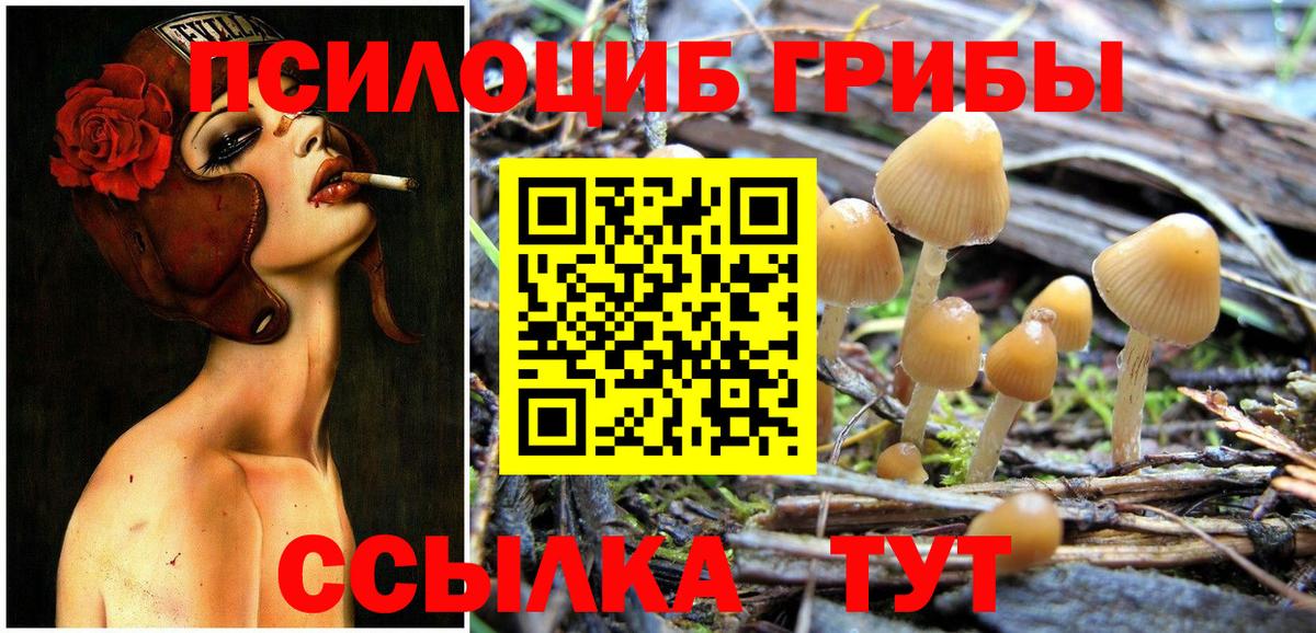 Бузулук  Галлюциногенные грибы Psilocybe  Вход с VPN 
